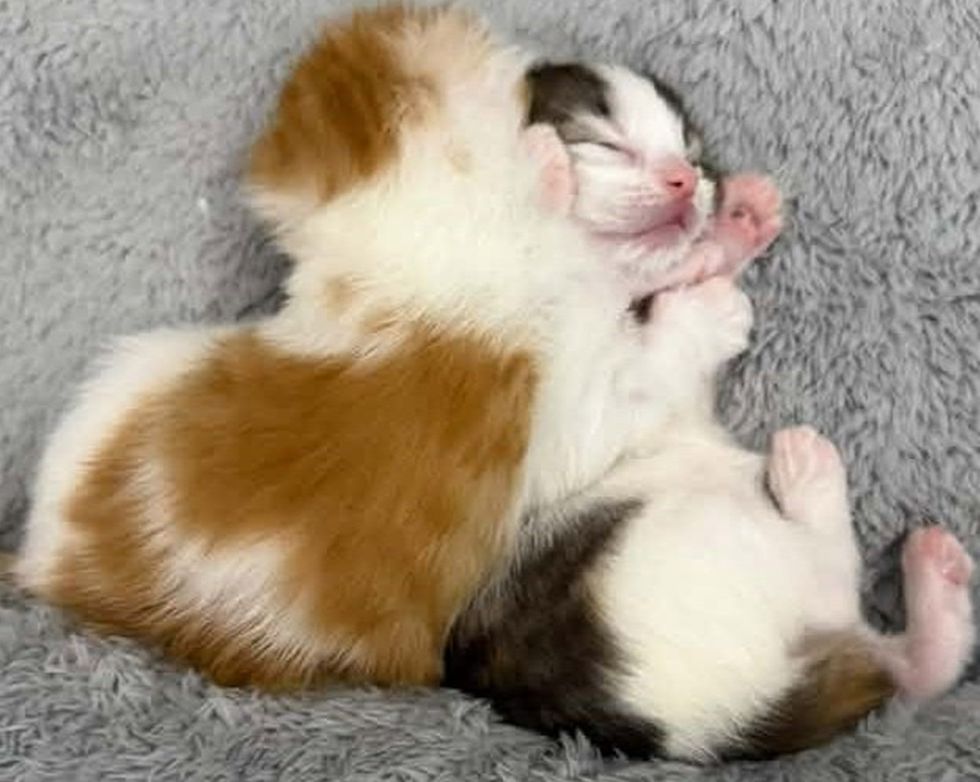 Two newborn kittens, one ginger and white and one tortoiseshell, curled together asleep.