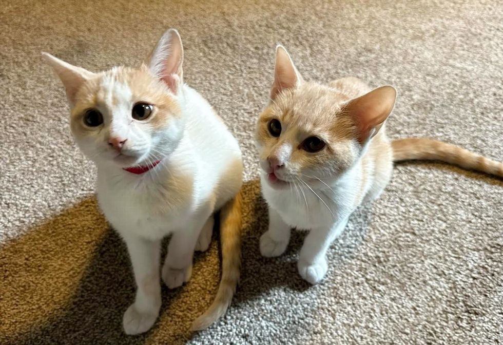 Two orange and white bonded kitten brothers sit side by side on a carpet, looking up at the camera.