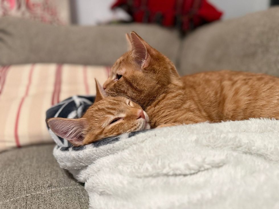 Two orange tabby cats cuddling head to head on a couch.