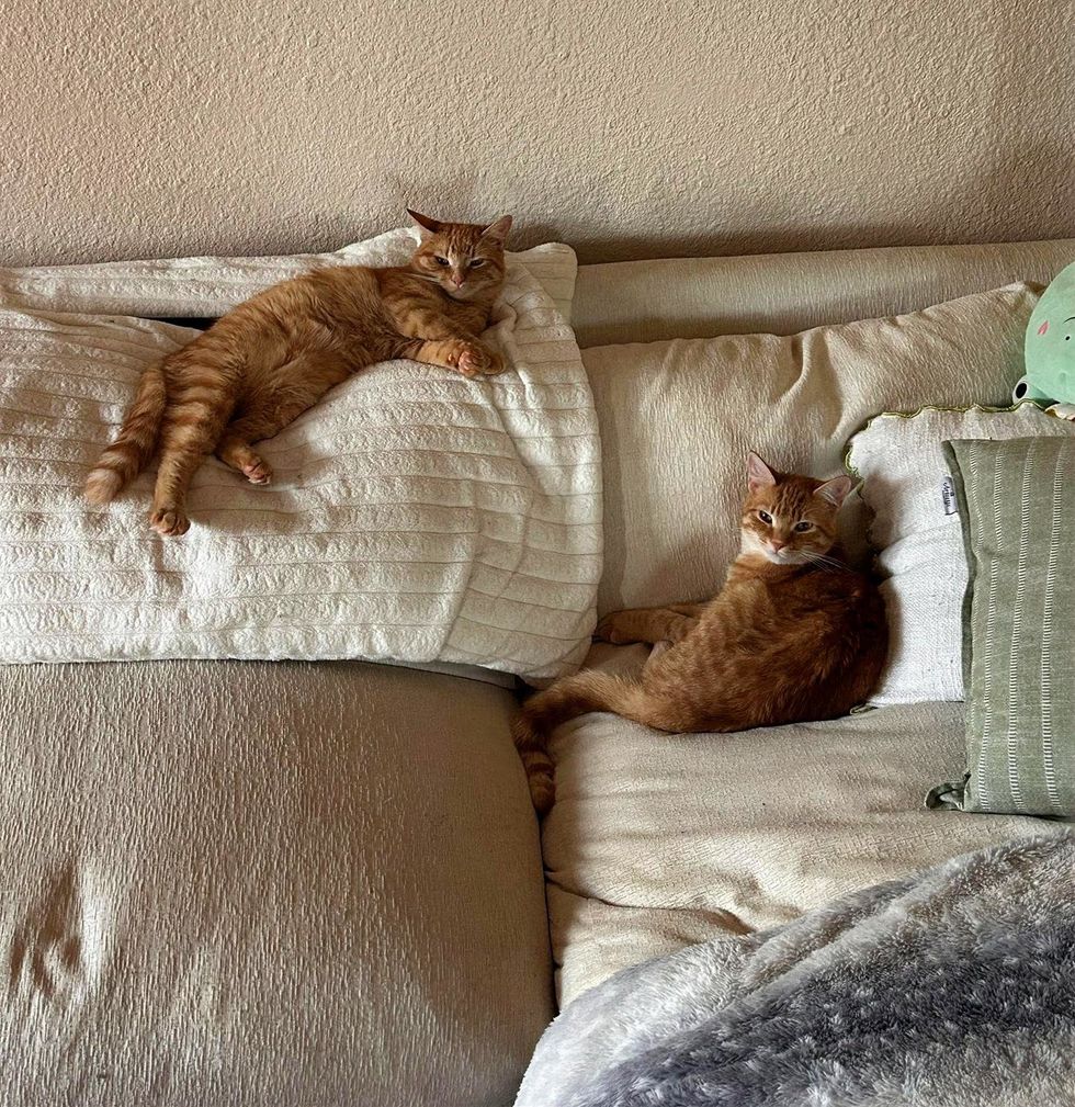 Two orange tabby cats lounging together on couch pillows, both looking at the camera.