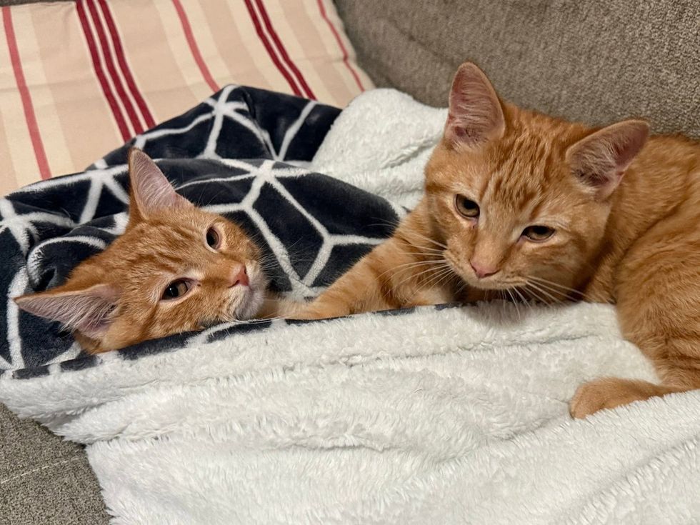 Two Orange tabby cats lying comfortably wrapped in a blanket on a couch