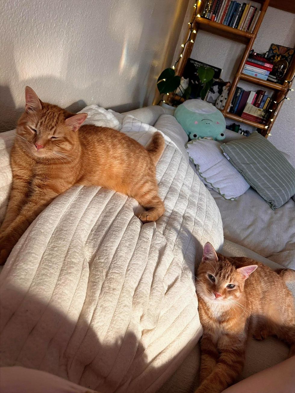 Two orange tabby cats resting together on a couch, one asleep and one alert.