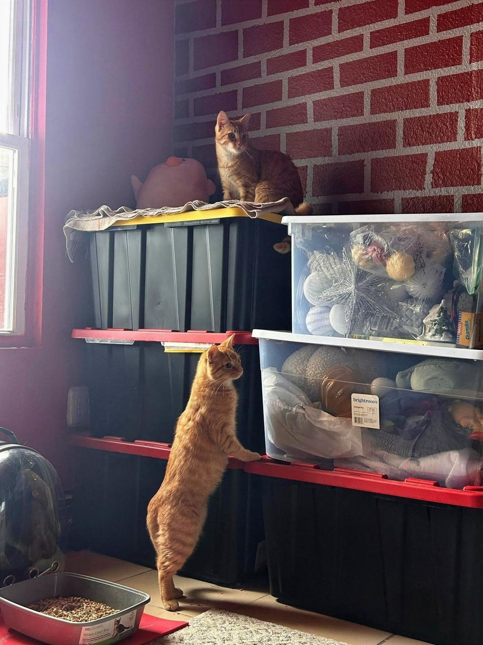 Two orange tabby kittens exploring storage bins near a brick wall.