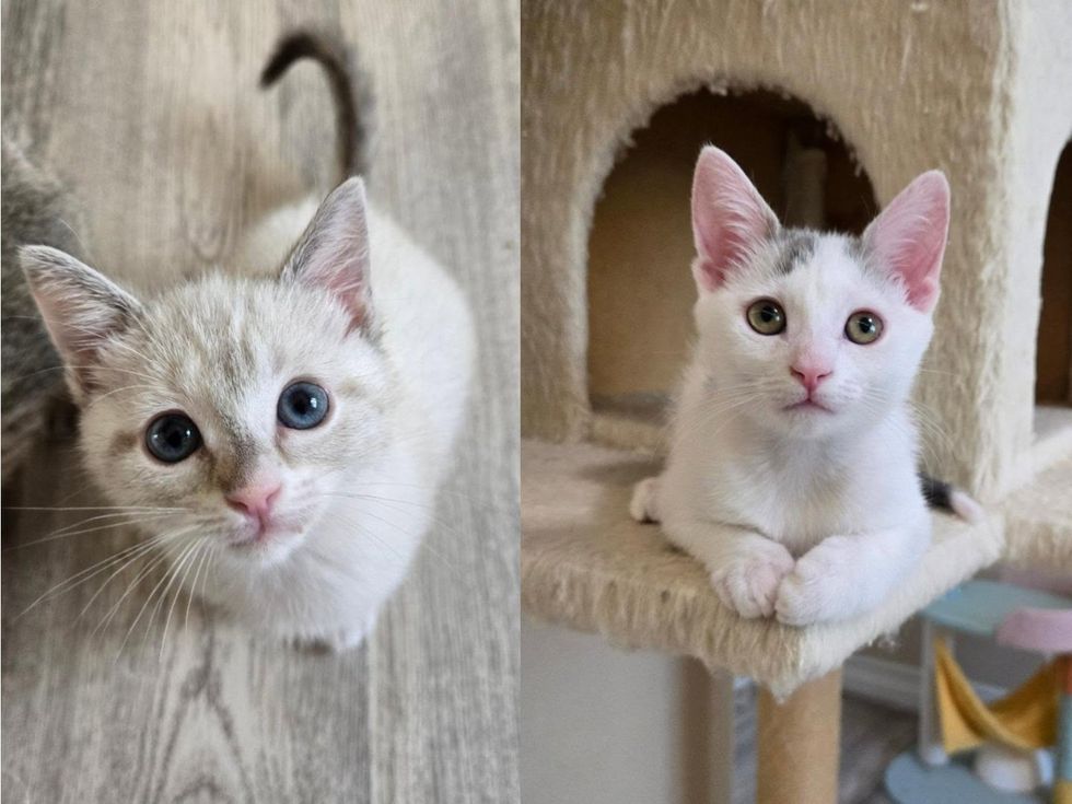 Two pale kittens shown side by side, one cream-point and one white, posing for the camera.
