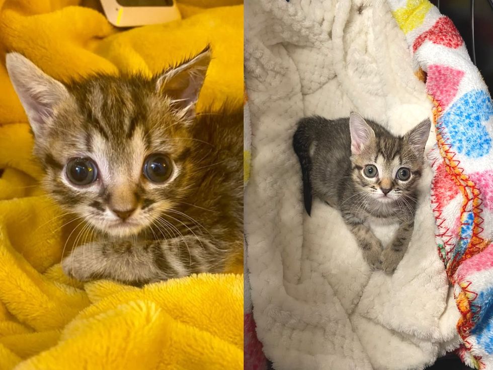Two photos of a tabby kitten with large wide eyes bundled in soft yellow and white blankets