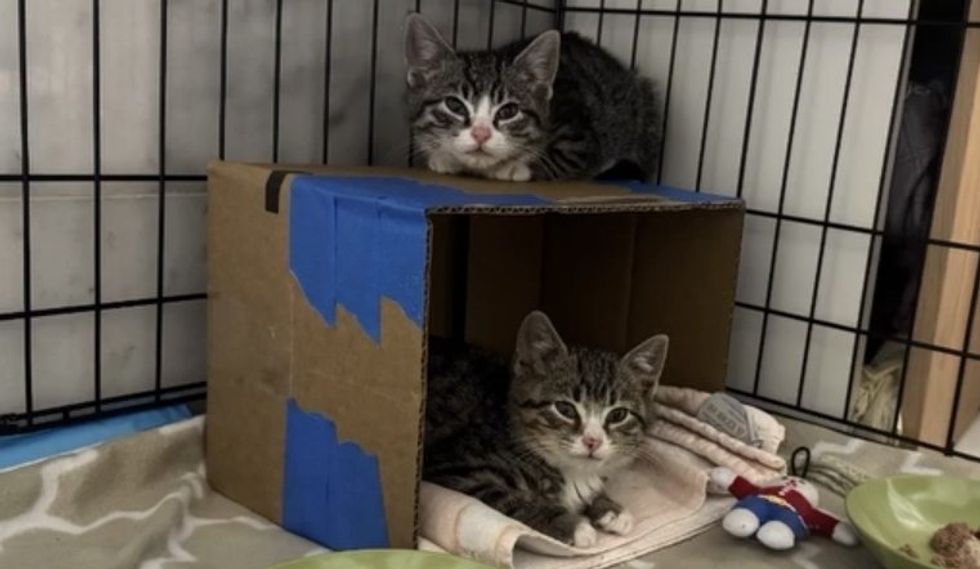 two scared kittens rescued from scrap yard
