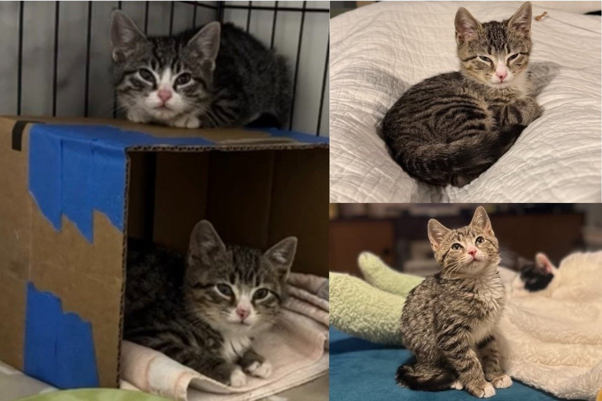 two scared kittens rescued from scrap yard