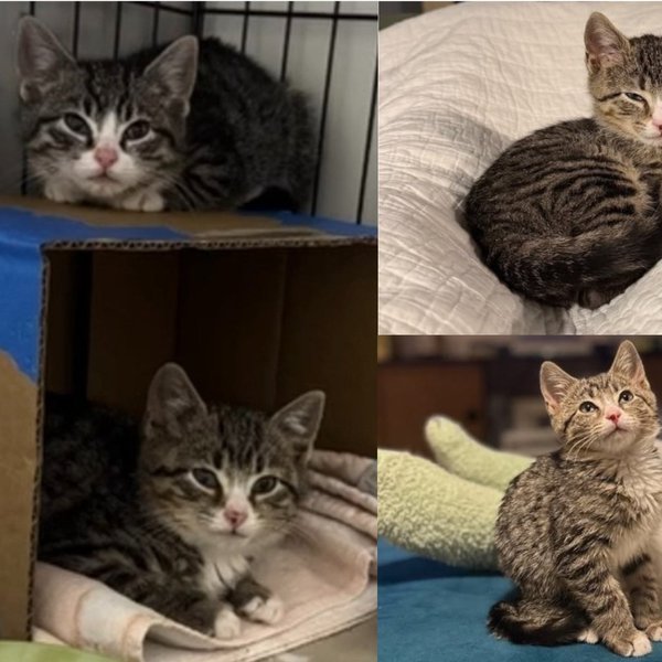 two scared kittens rescued from scrap yard