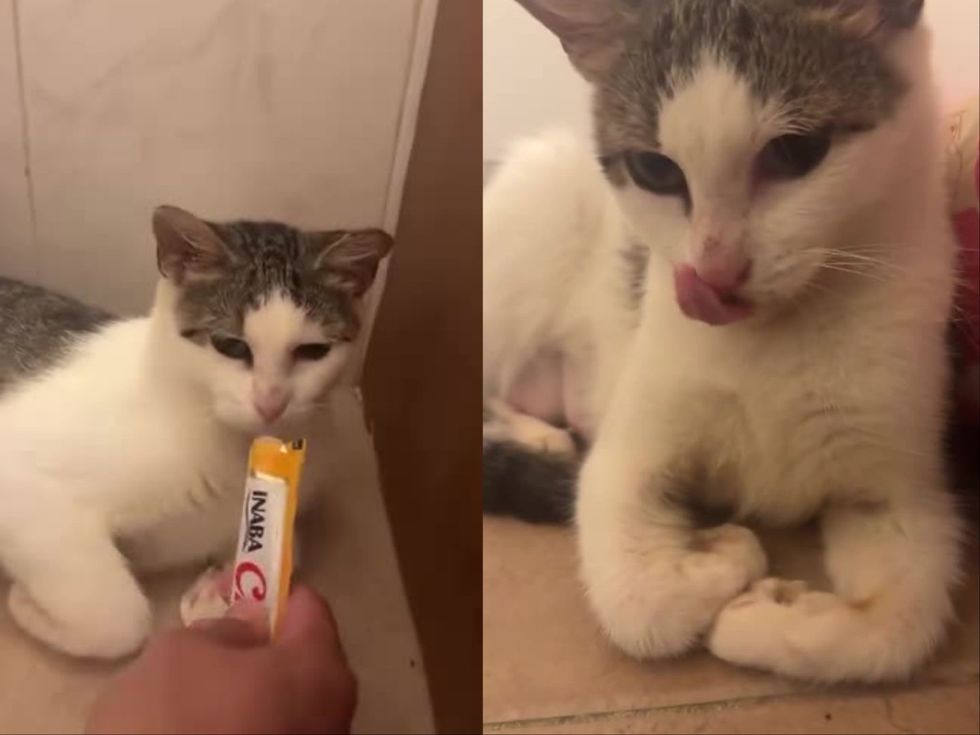 Two side-by-side frames of a white and tabby cat licking a creamy treat from a tube held by a person's hand.