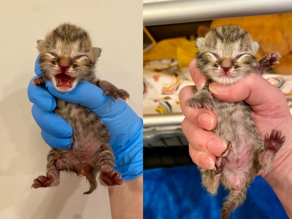 Two side-by-side photos of a newborn tabby kitten held carefully in a person\u2019s hands.