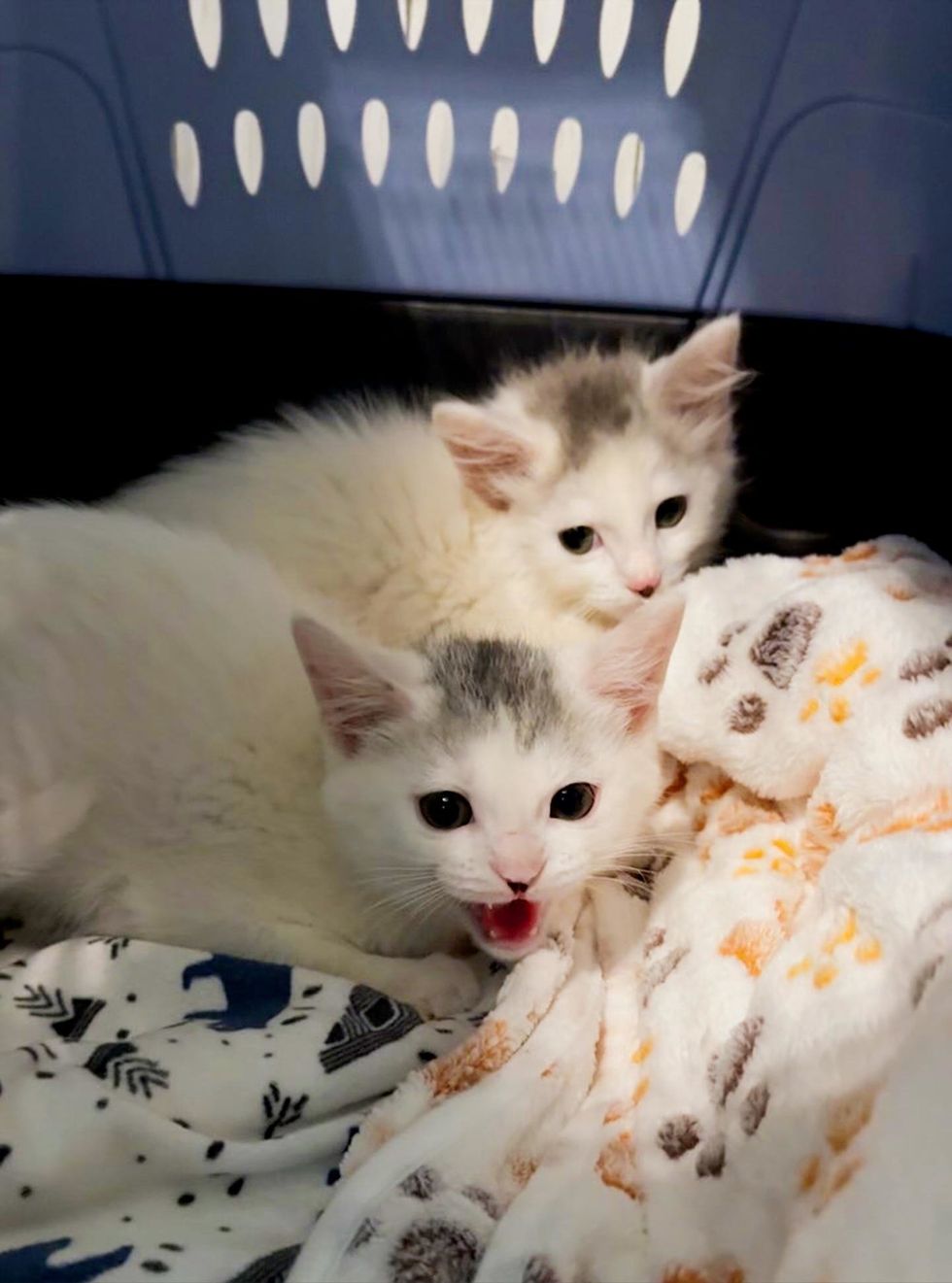 Two small white brother cats huddled and scared in a cat carrier on a white blanket.