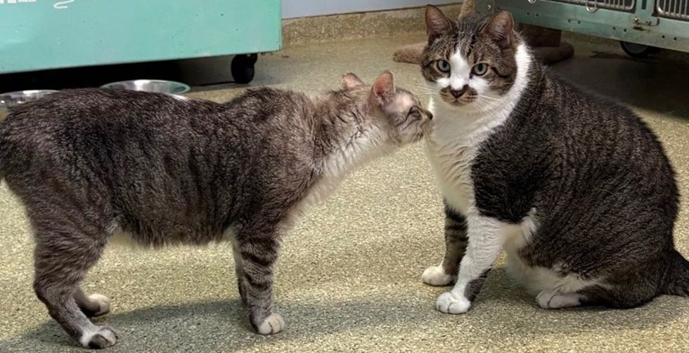 Two tabby and white cats greet each other, one reaching toward the other.