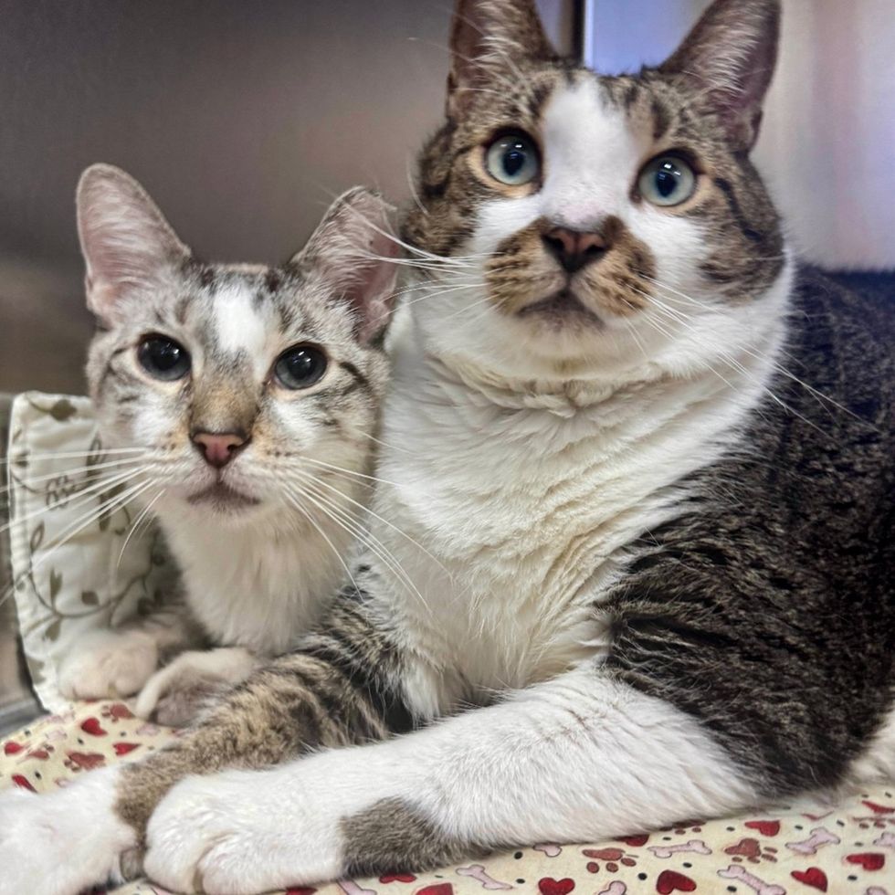 Two tabby and white cats lie side by side on a blanket, the smaller one with blue eyes and the larger one with a tabby mask, both looking at the camera.