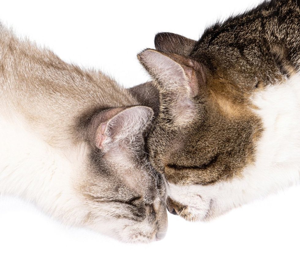Two tabby and white cats locked head to head.