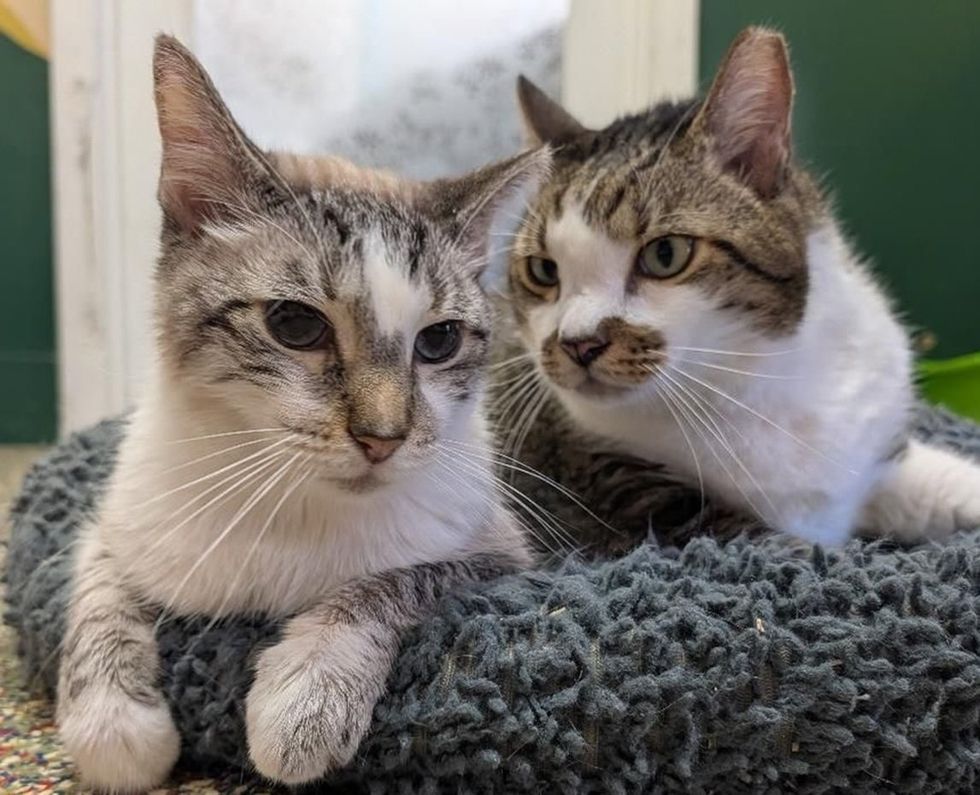 Two tabby and white cats rest close together on a gray blanket, their heads nearly touching.