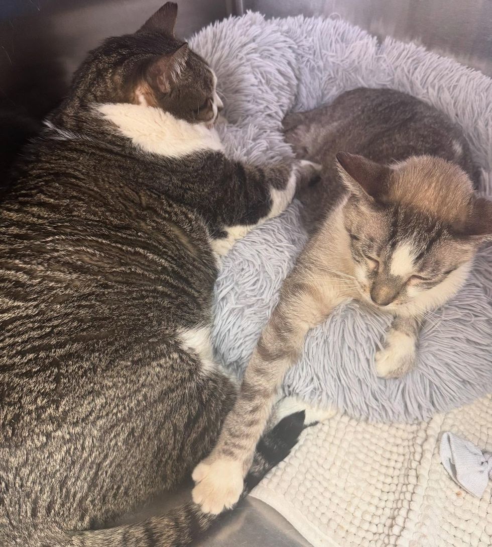 Two tabby and white cats sleep curled against each other in a soft bed.
