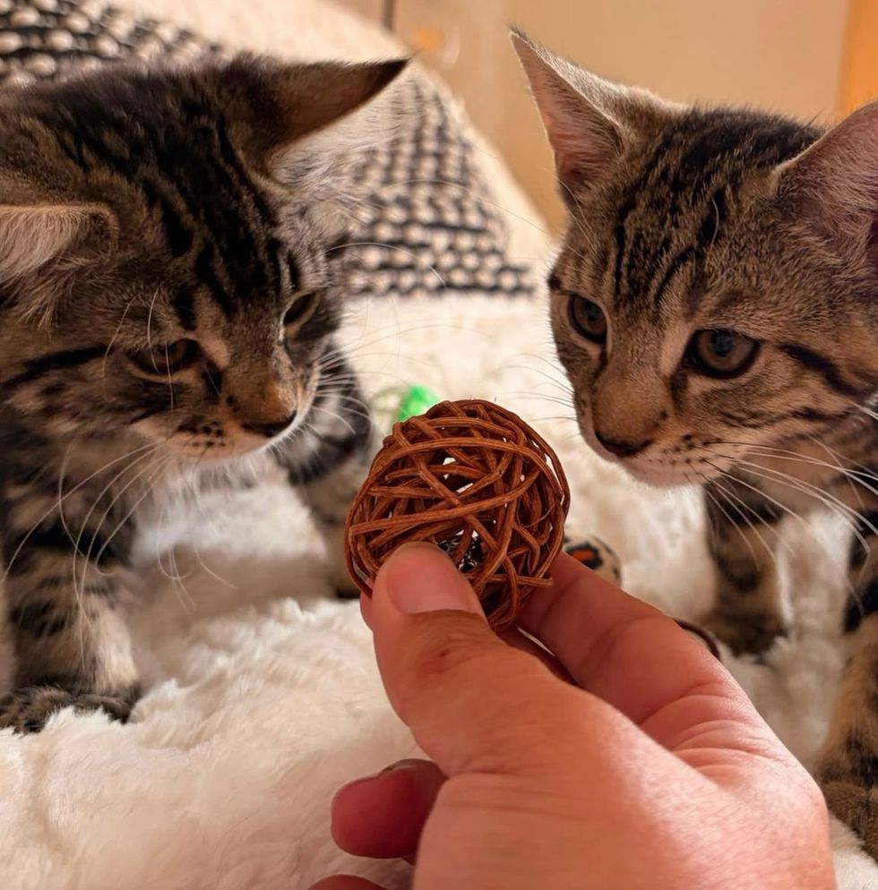 Two tabby kittens both investigating a toy held out by hand
