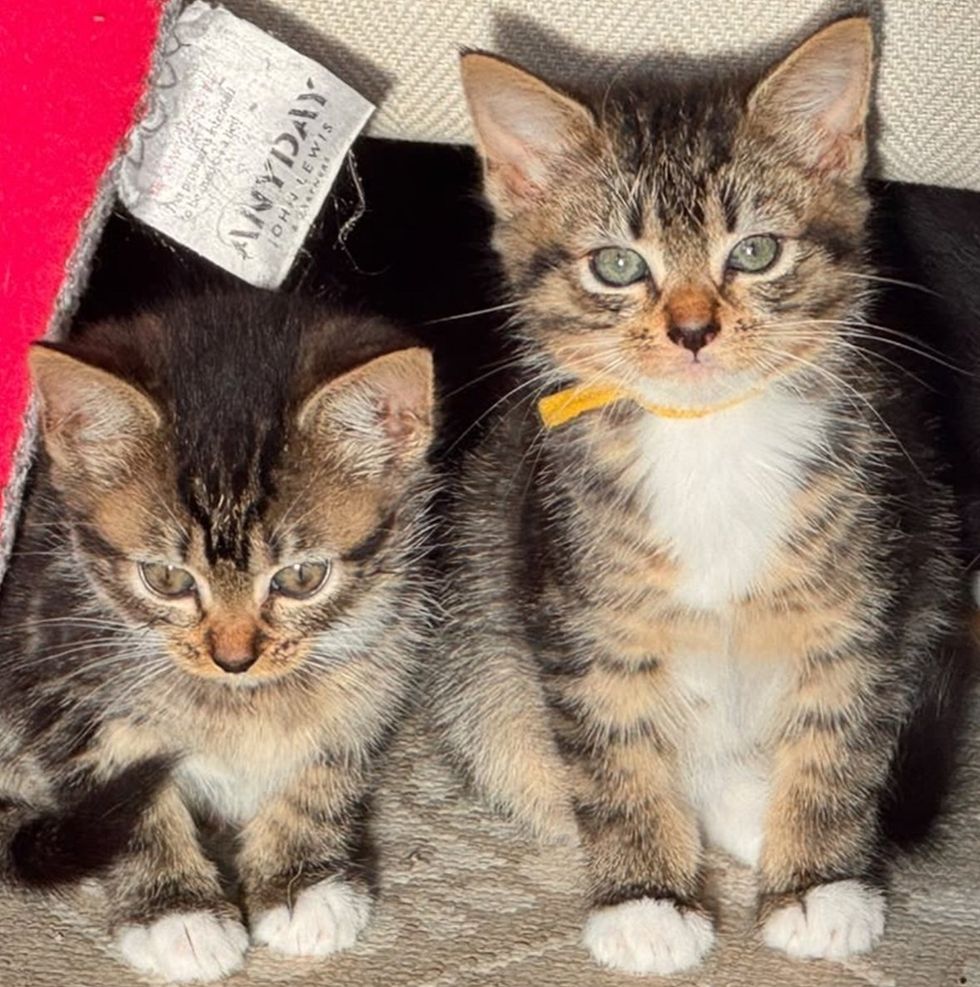 Two tabby kittens hides beside each other looking out.