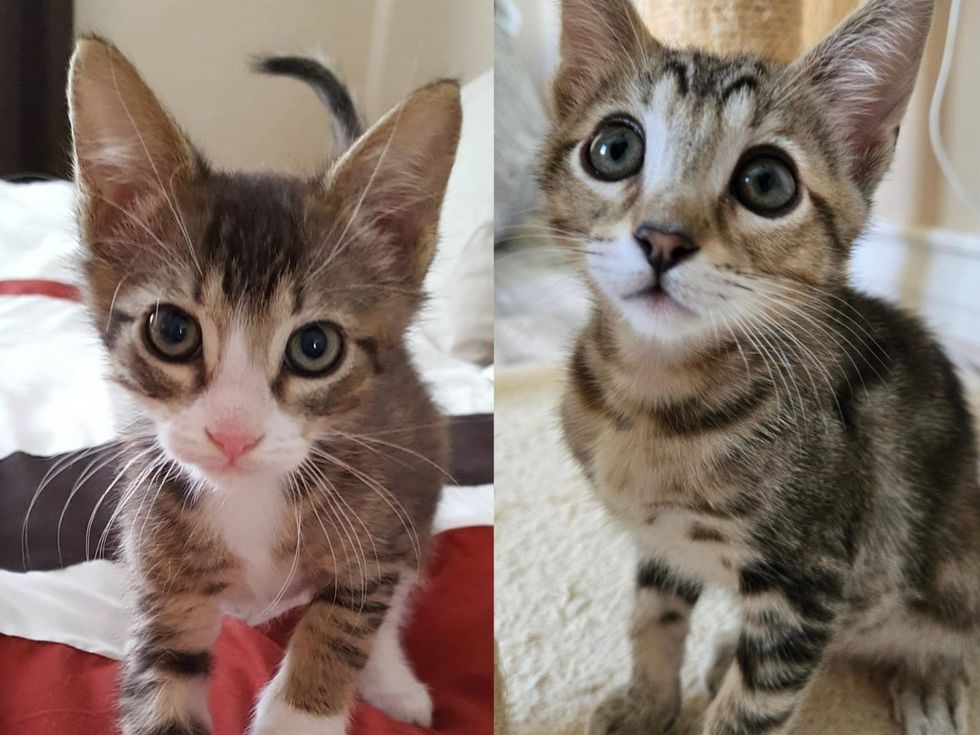 Two tabby kittens posing for the camera, shown in a pair of photos.