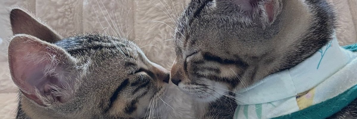 Two tabby kittens rest nose to nose with their eyes closed, one wearing a cloth bandana.