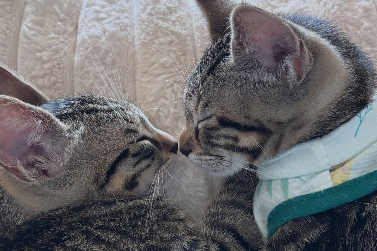 Two tabby kittens rest nose to nose with their eyes closed, one wearing a cloth bandana.