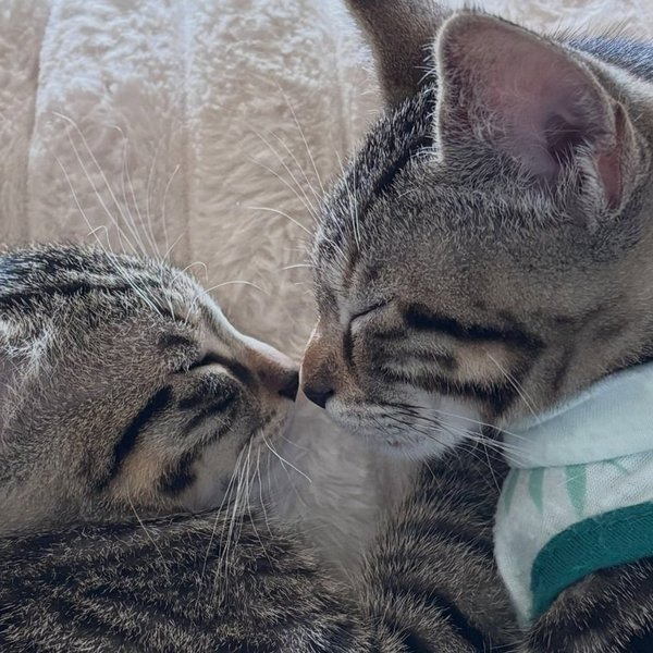 Two tabby kittens rest nose to nose with their eyes closed, one wearing a cloth bandana.