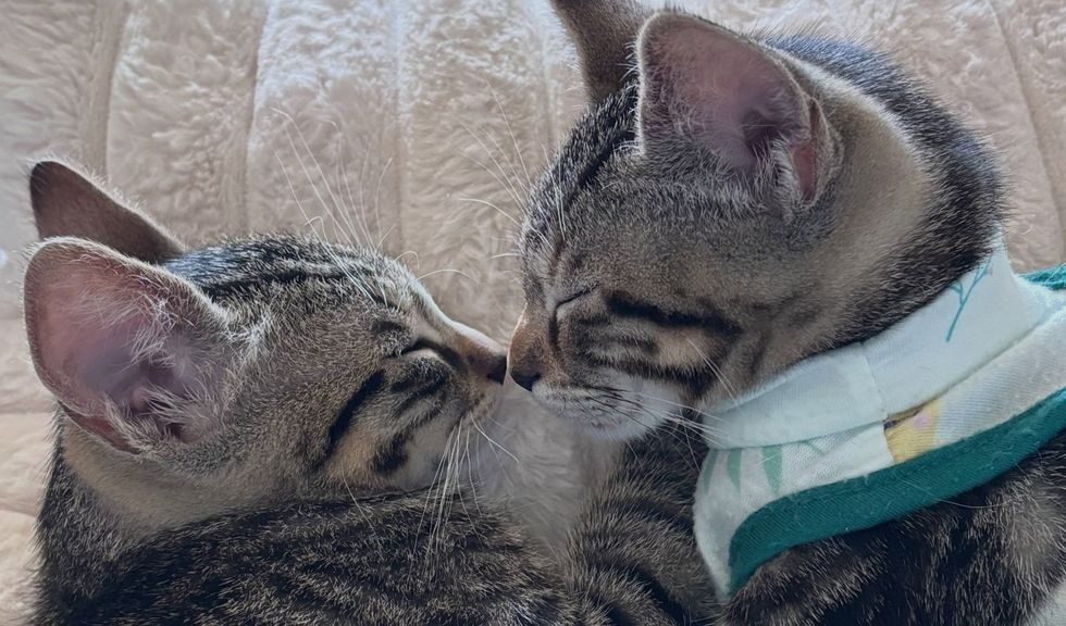 Two tabby kittens rest nose to nose with their eyes closed, one wearing a cloth bandana.