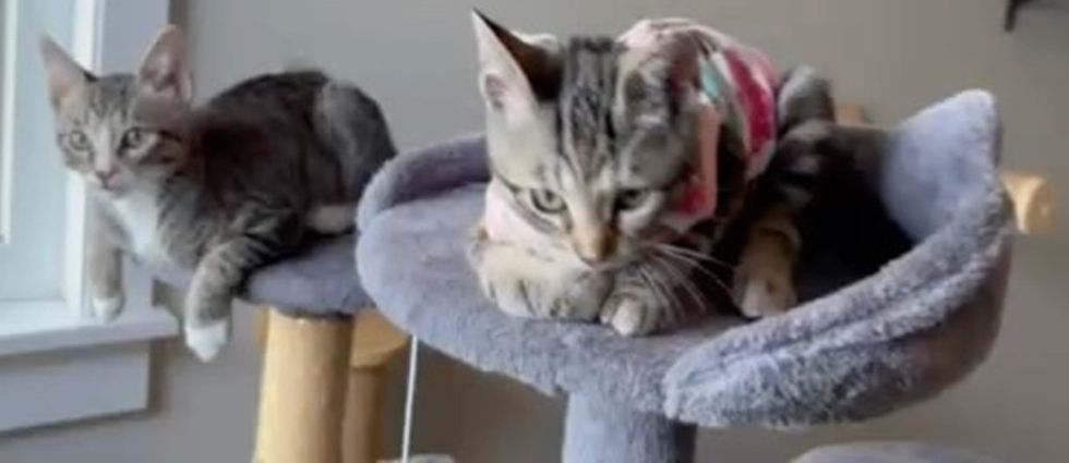 Two tabby kittens rest on a carpeted cat tree, one on a lower perch and one in a cup bed.