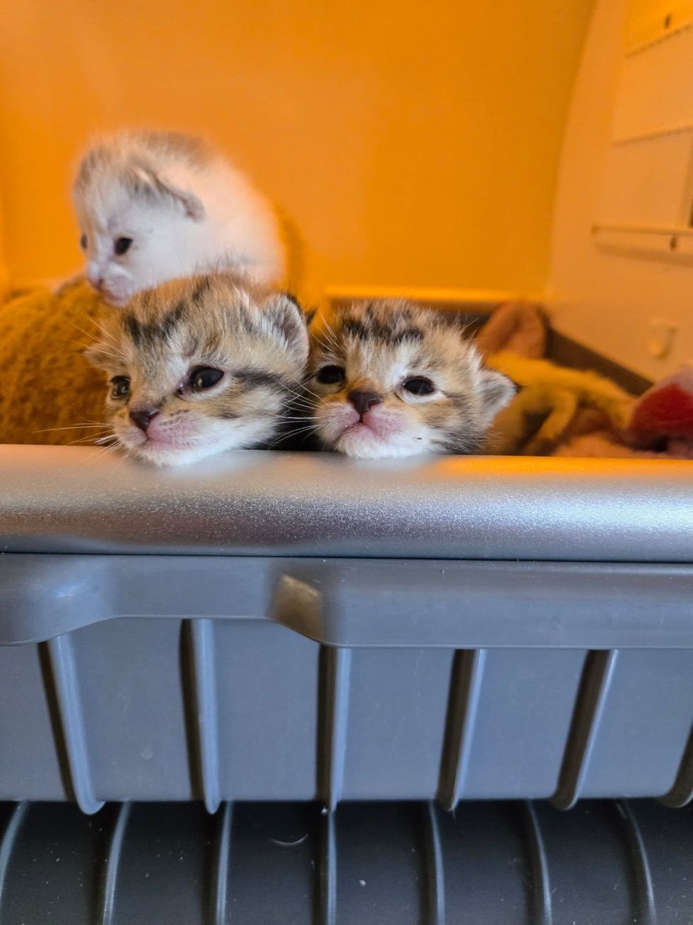 Two tabby kittens resting on a cat tree platform, looking up at the camera.