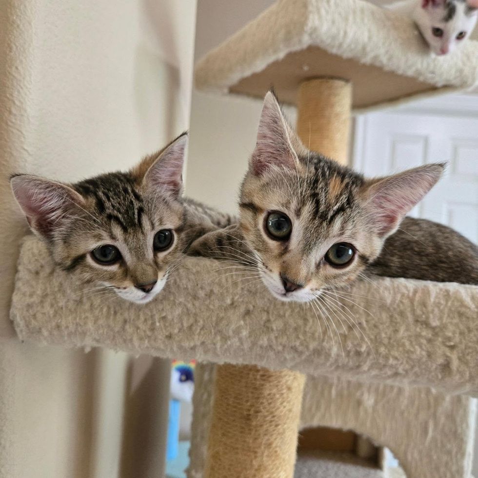 Two tabby kittens sitting close together, looking toward the camera.
