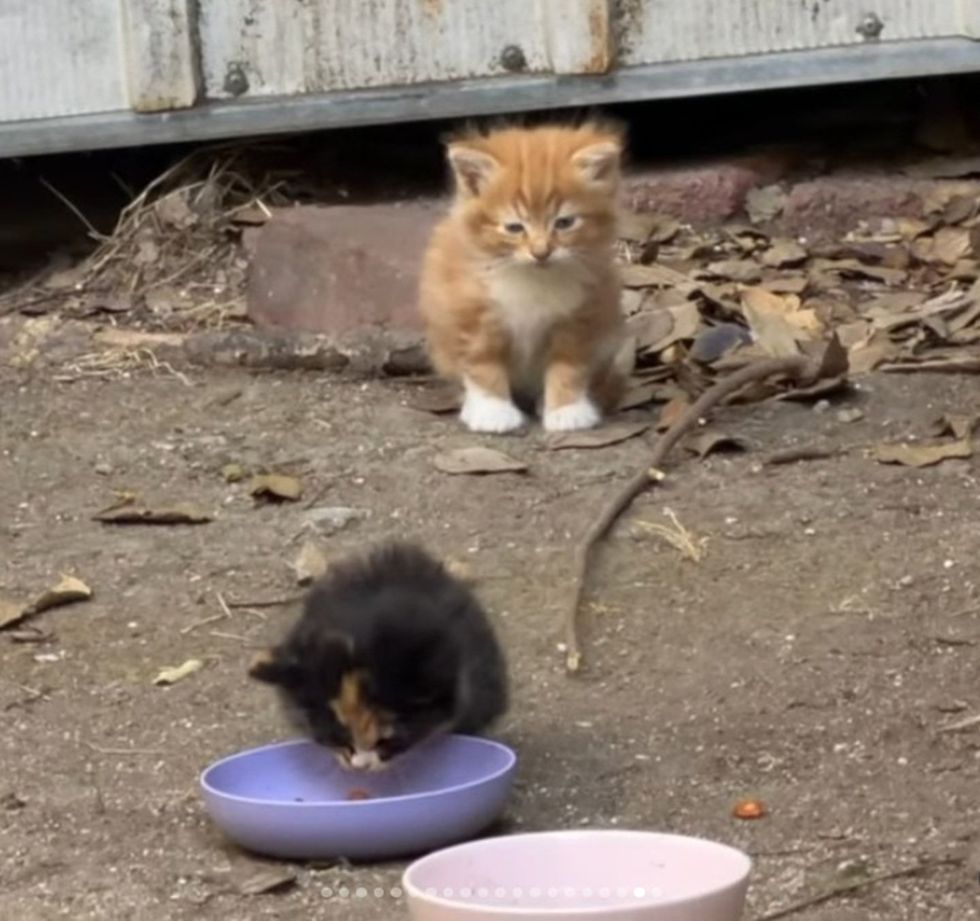 Two tiny kittens outdoors on bare ground beside a shed, eating from bowls.