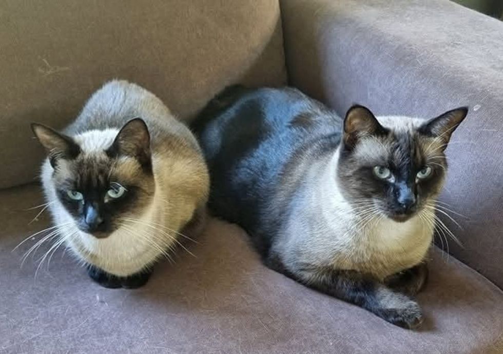 Two Tonkinese cats curl up together in a round pet bed.