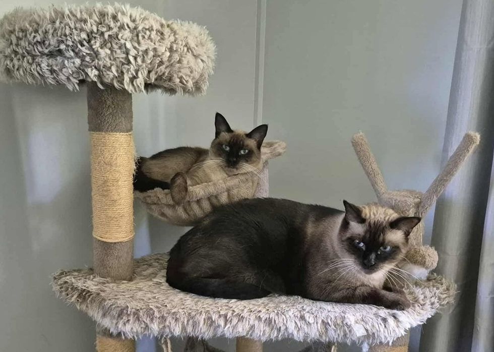 Two Tonkinese cats rest on the platforms of a carpeted cat tree.