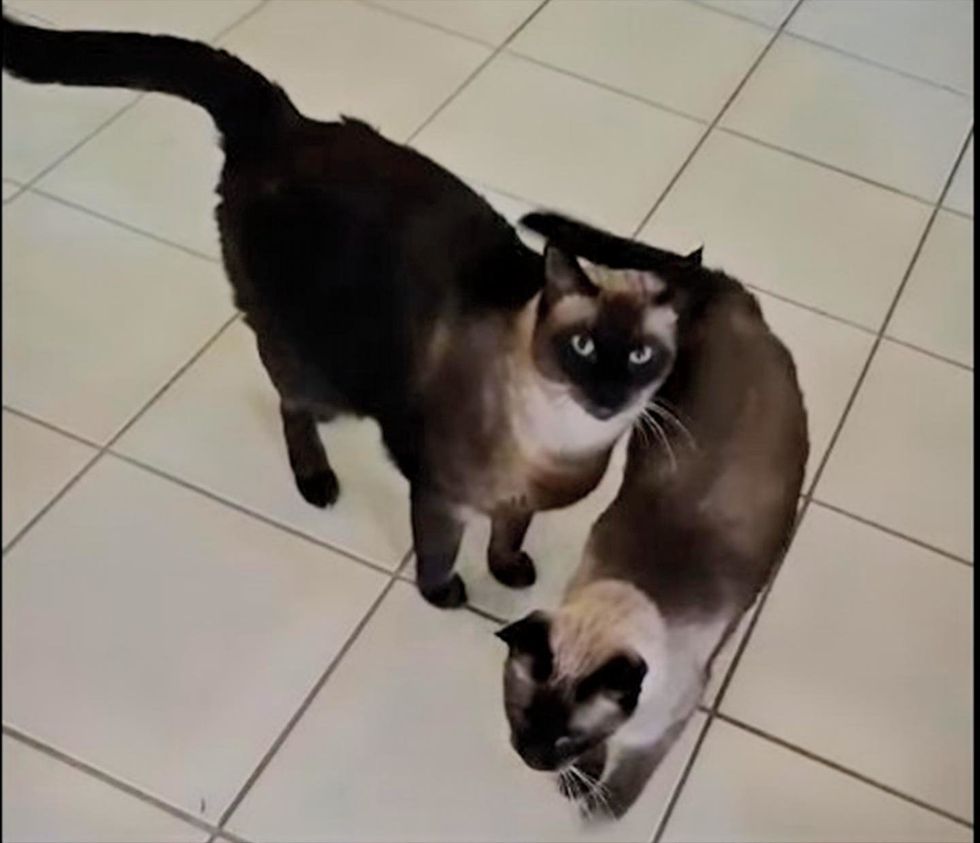 Two Tonkinese cats touch noses on a tiled floor.