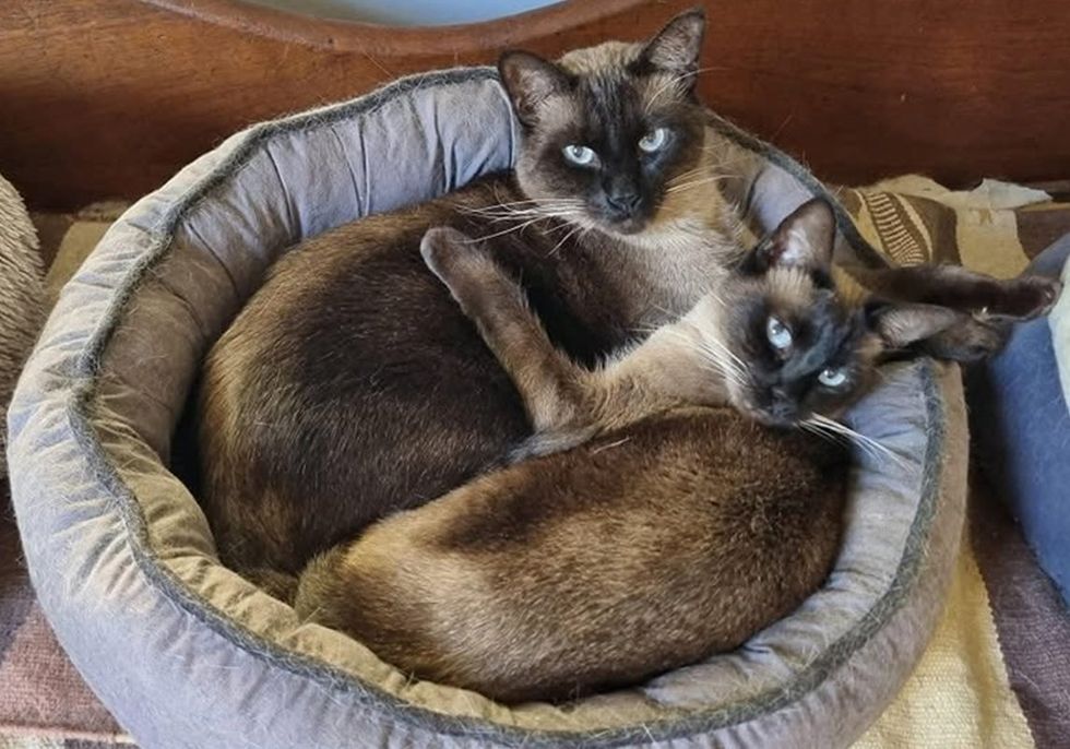 Two Tonkinese cats with pale blue eyes sit side by side on a grey couch, looking at the camera.