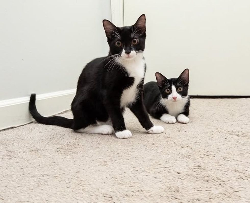 Two tuxedo kitten sisters sit side by side against a wall, looking at the camera.