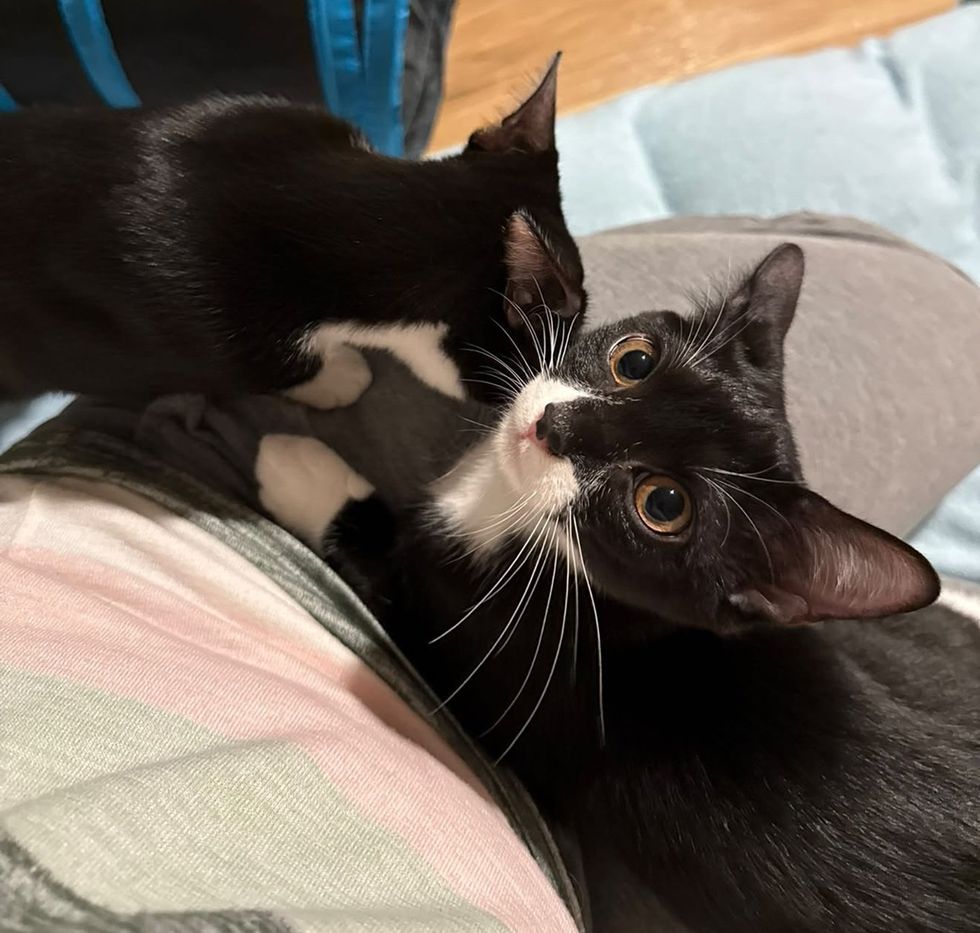 Two tuxedo kittens play together on a lap, one looking up at the camera.