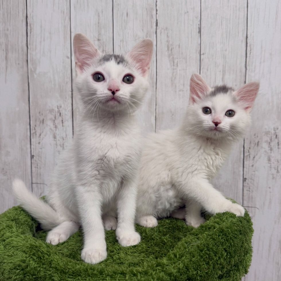 Two white cats with gray top hair posing for the camera on a green covered cat tree