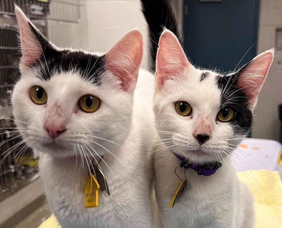 Two young black and white kittens stand close together on a blanket, looking alertly toward the camera with bright yellow eyes.