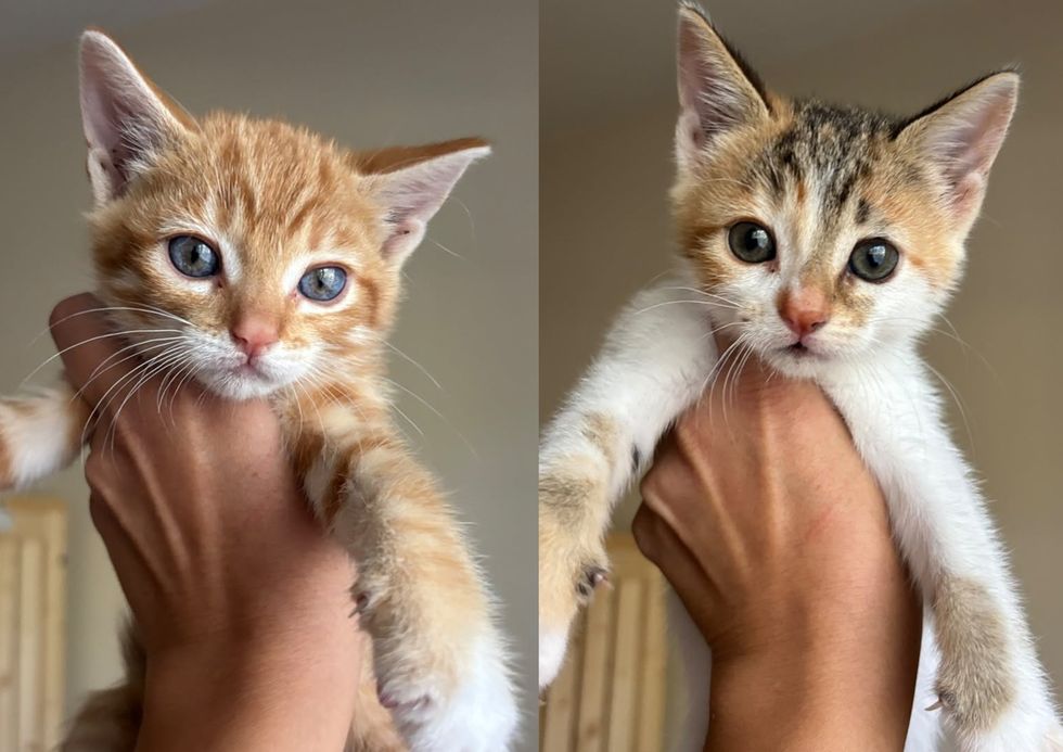 Two young kittens of assorted colors, each held up to the camera.