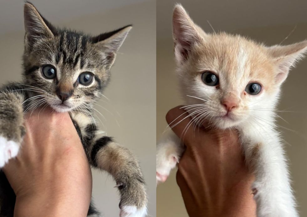 Two young kittens of assorted colors, each held up to the camera.
