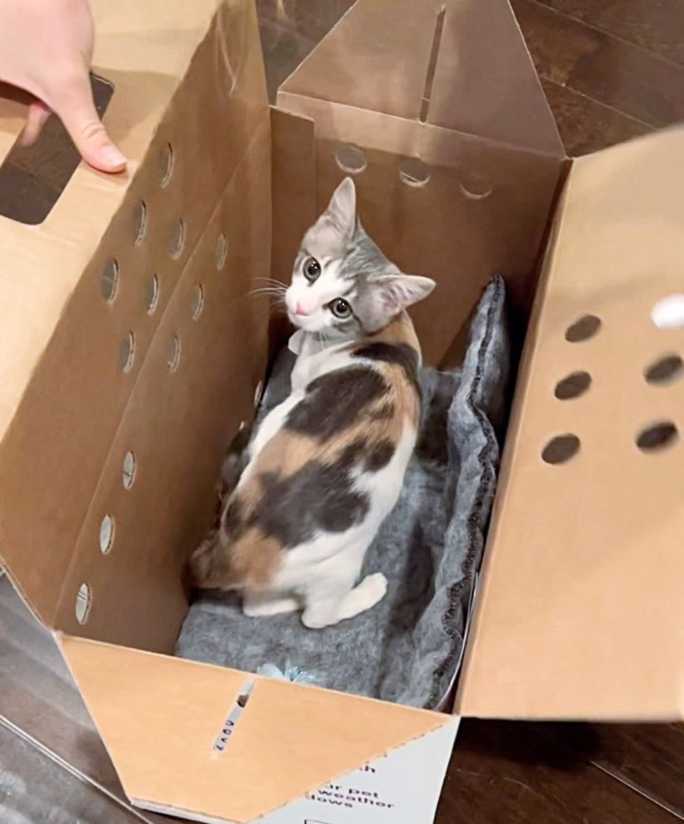 unboxing kitten calico
