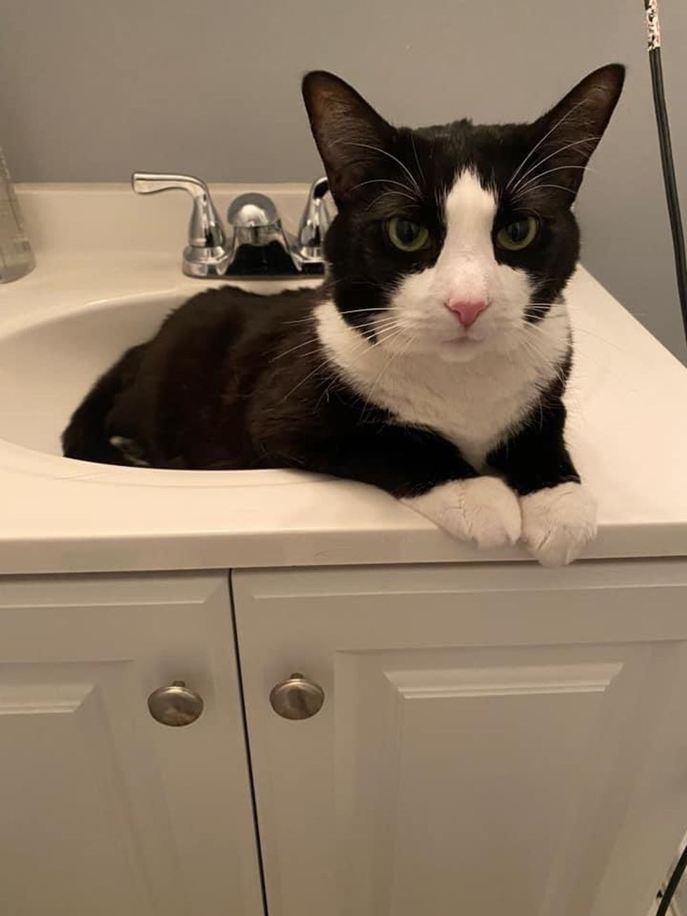 vali sink cat