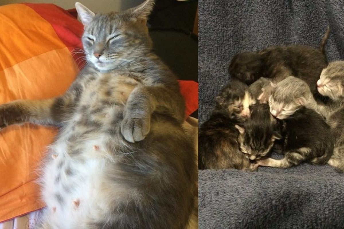 very pregnant rescue cat and her big belly of 5 kittens