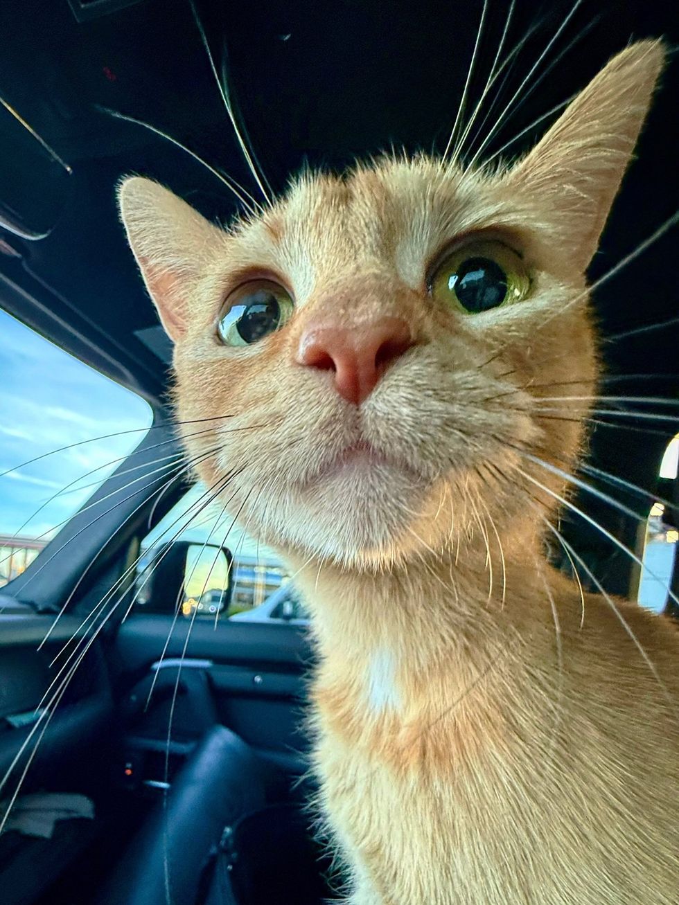 Violet in the car, wide eyes on rescue day