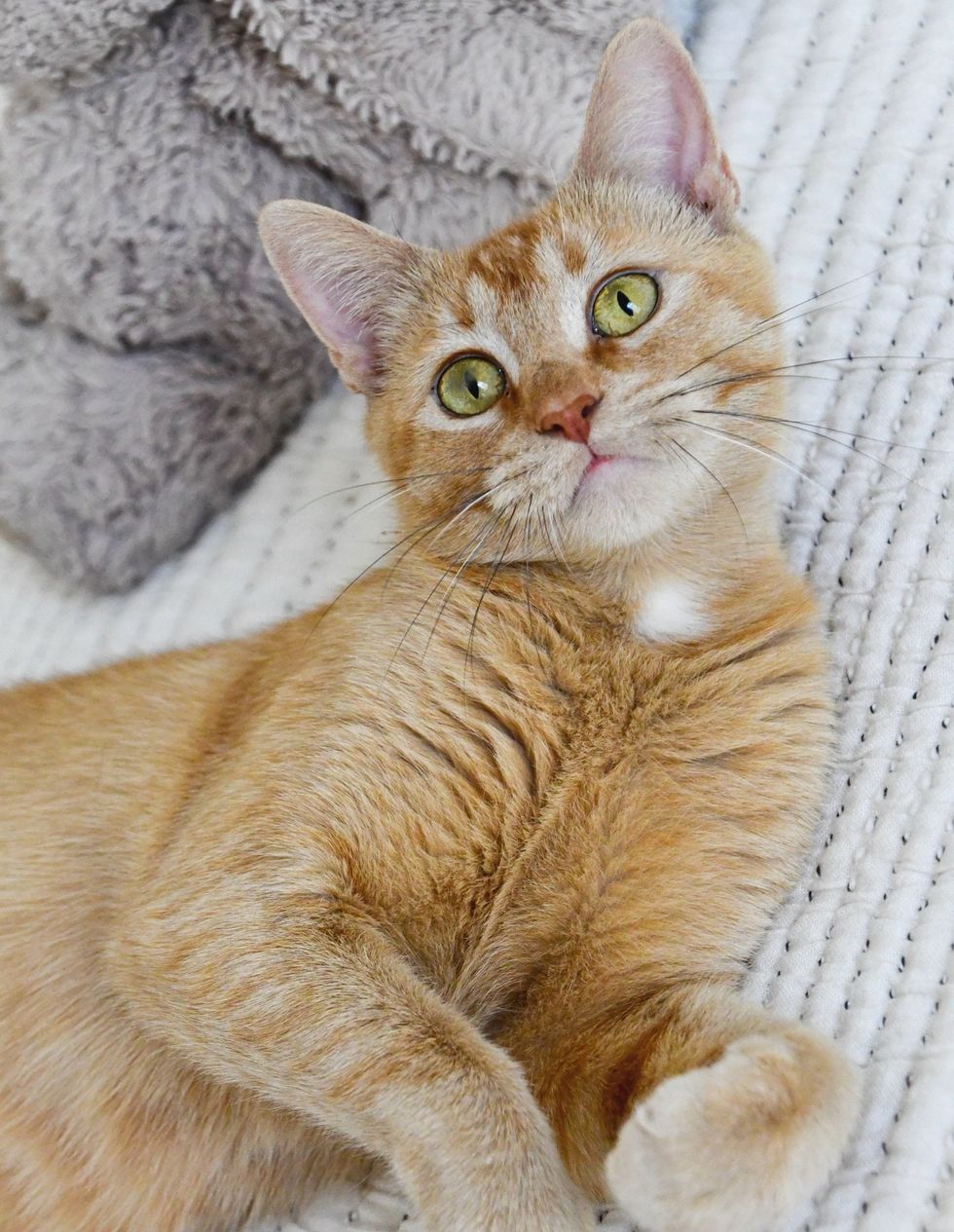 Violet lying on white blanket, looking up, eyes wide