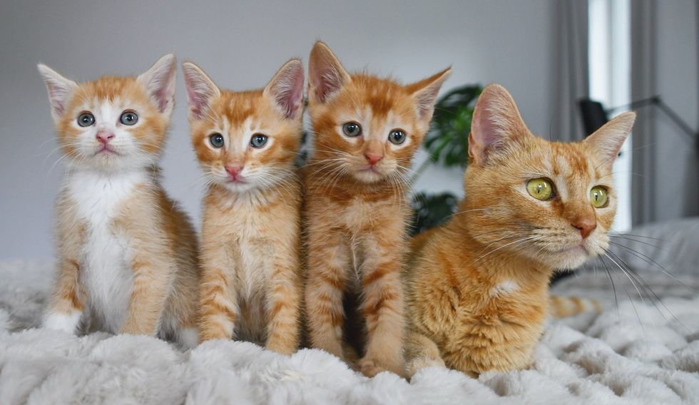 Violet's full family portrait on fluffy white blanket