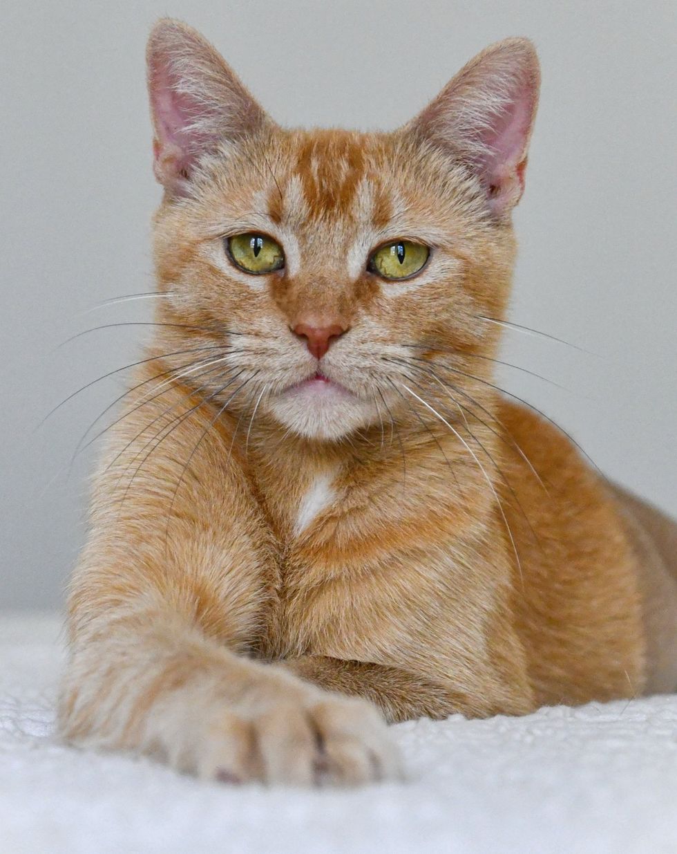 Violet's glamour shot ever so serioud and regal with paws crossed.