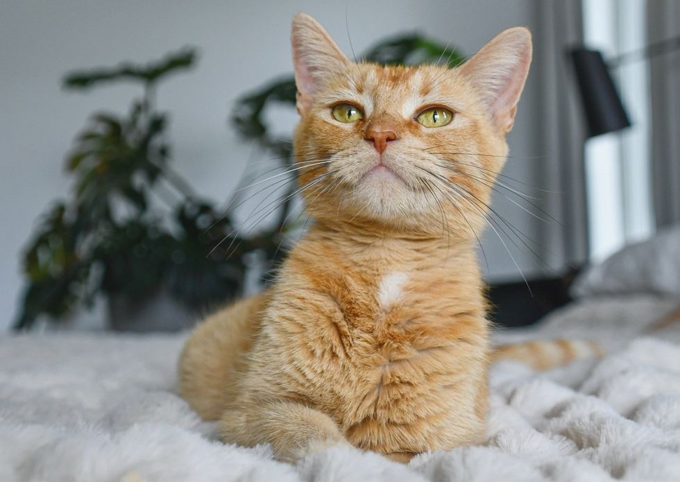 Violet sitting on white blanket on a bed, plants behind her, green eyes sharp