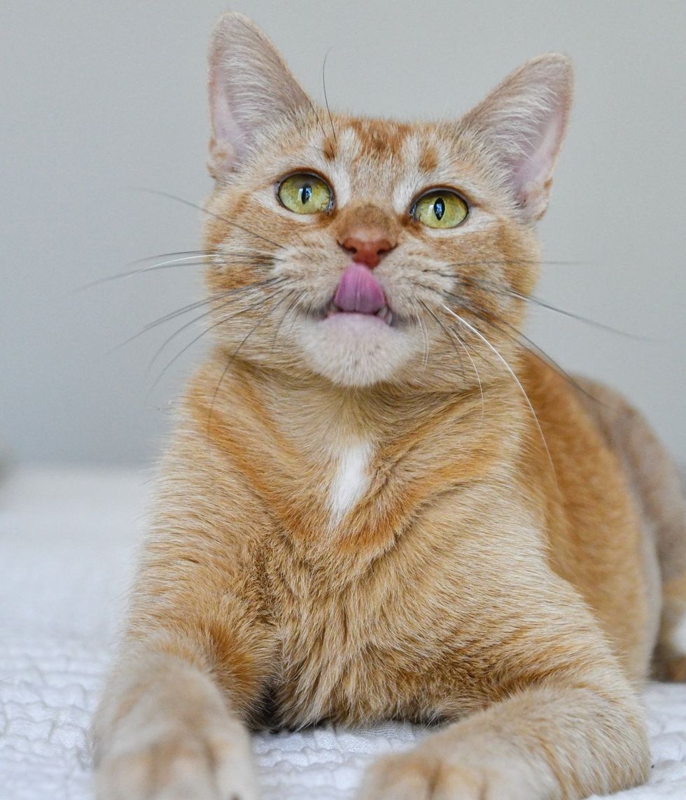 Violet sitting relaxed with tongue out, expressive, looking at camera